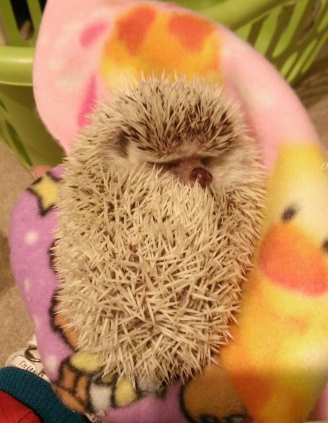 Meet Penny the Hedgehog…